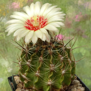 DSC08371Hamatocactus setispinus