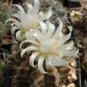 DSC08379Gymnocalycium anisitsi