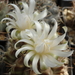 DSC08380Gymnocalycium anisitsi