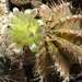 DSC08383Gymnocalycium mihanovichii