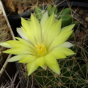 DSC08384Mammillaria longimamma