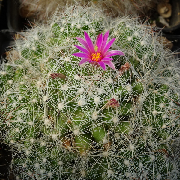 DSC08386Mammillaria kraehenbuehlii