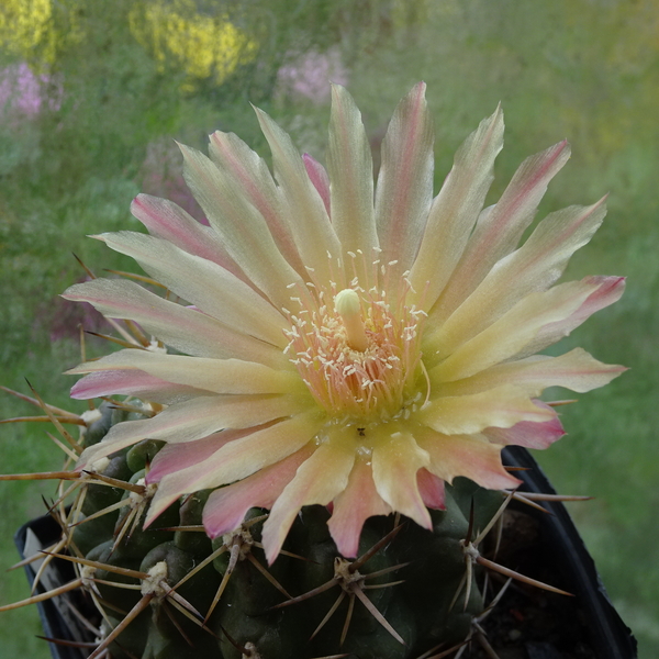 DSC08465Horridocactus minor