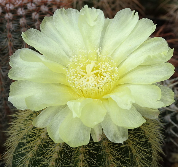 DSC08467Notocactus warasii