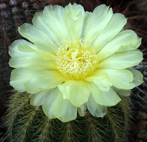 DSC08466Notocactus warasii