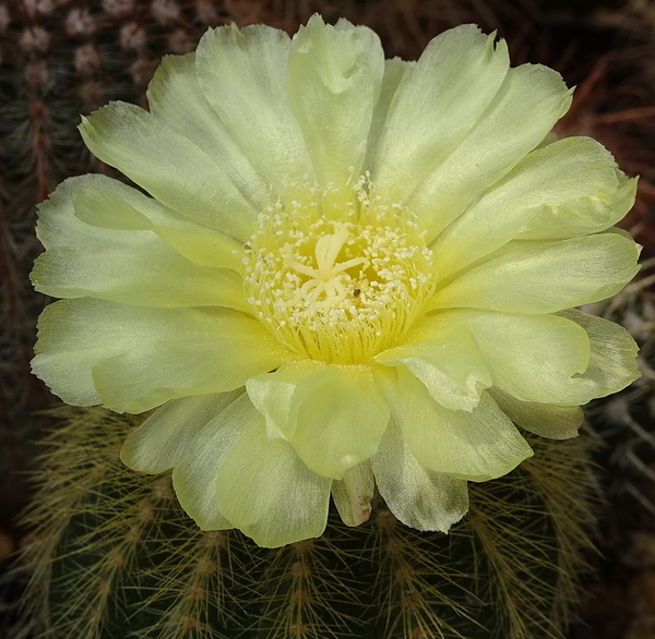 DSC08469Notocactus warasii