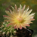 DSC08473Horridocactus minor