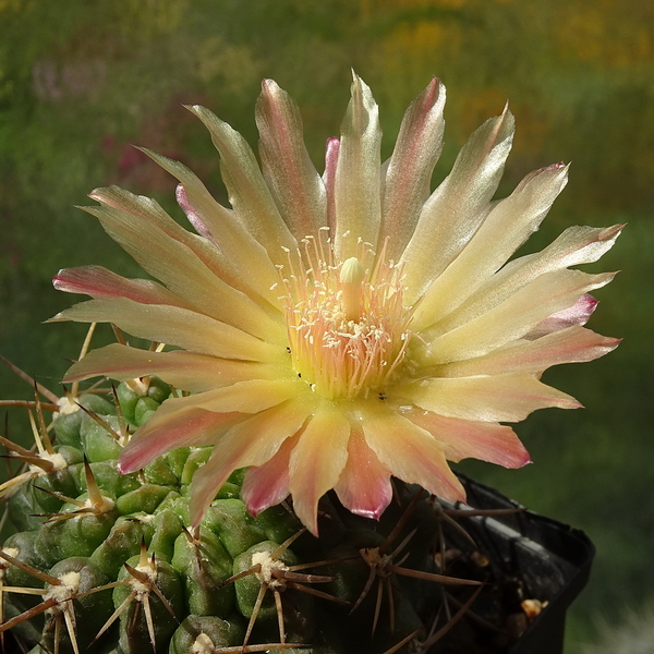 DSC08473Horridocactus minor