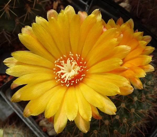 DSC08480Parodia weberiana