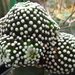 DSC08484Mammillaria luethyi