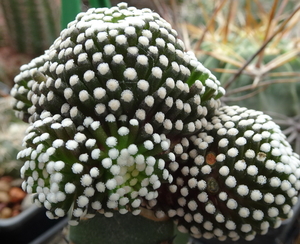 DSC08484Mammillaria luethyi