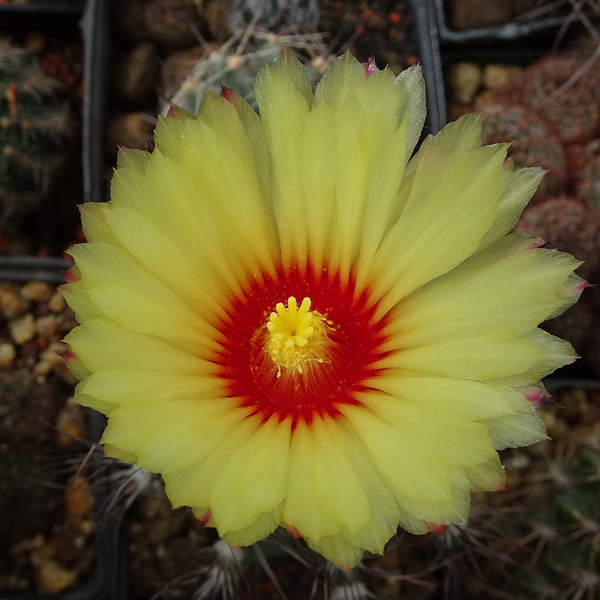 DSC08486Astrophytum capricorne