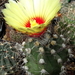 DSC08487Astrophytum capricorne