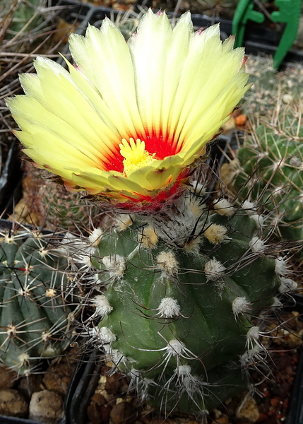 DSC08487Astrophytum capricorne