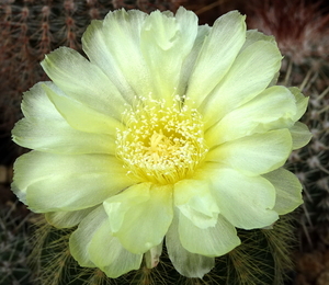 DSC08497Notocactus warasii