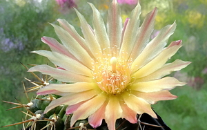 DSC08496Horridocactus minor