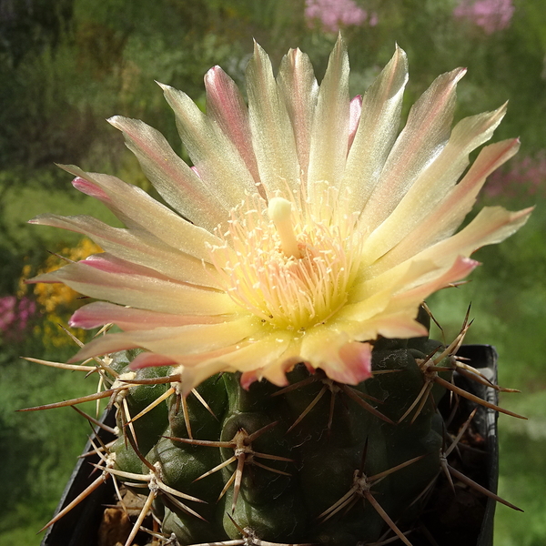 DSC08499Horridocactus minor