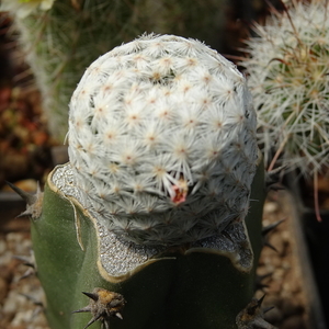 DSC08504Mammillaria herrerae