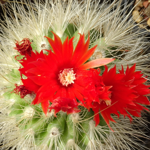 DSC08512Parodia penicillata