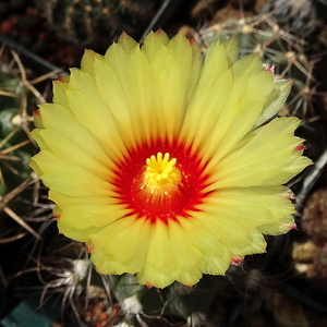 DSC08516Astrophytum capricorne