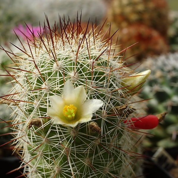 DSC08517Mammillaria multidigitata