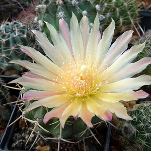 DSC08565Horridocactus minor