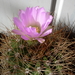 DSC08601Acanthocalycium violaceum