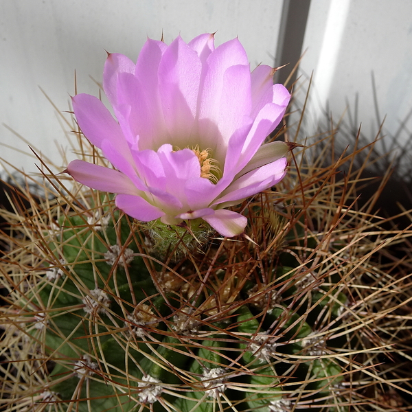 DSC08601Acanthocalycium violaceum