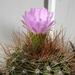 DSC08602Acanthocalycium violaceum