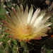 DSC08603Horridocactus minor