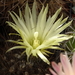 DSC08610Pyrrhocactus neohankeanus var. flaviflorus FR 212A