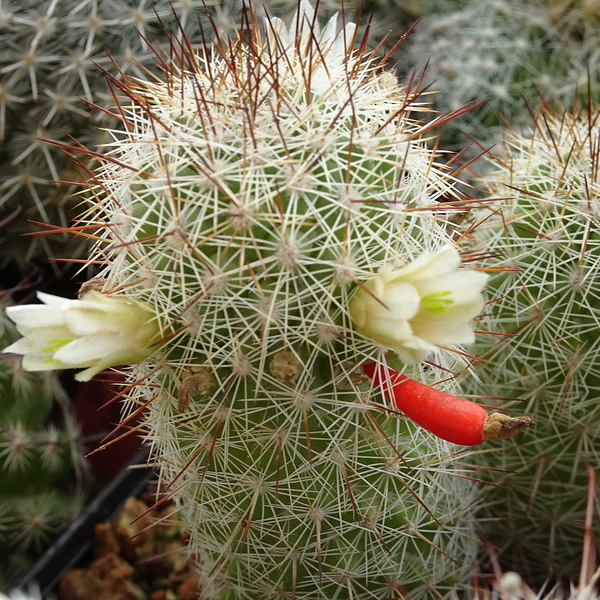 DSC08614Mammillaria multidigitata