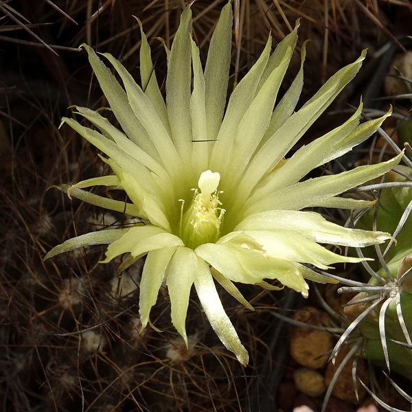 DSC08613Pyrrhocactus neohankeanus var. flaviflorus FR 212A