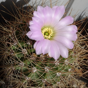 DSC08637Acanthocalycium violaceum