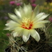 DSC08651Hamatocactus setispinus var. setaceus