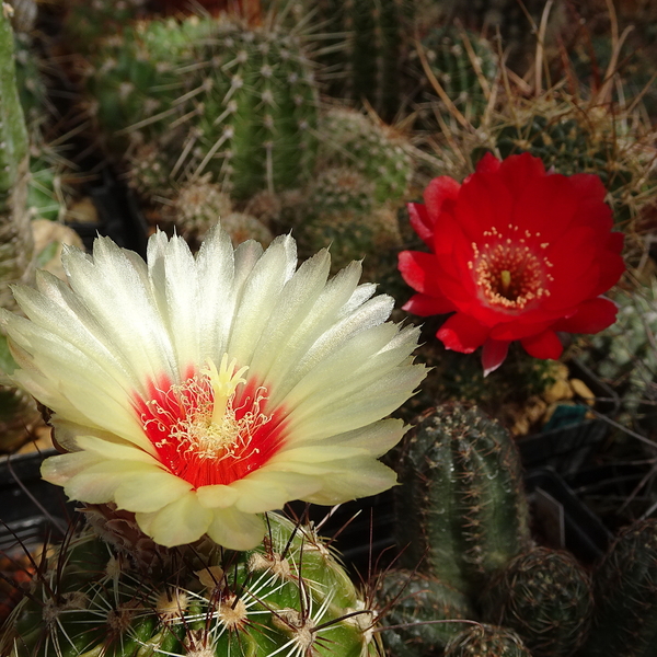 DSC08654Hamatocactus setispinus