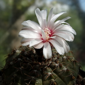 DSC08734Gymnocalycium bodenbenderianum La Rioja