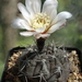 DSC08736Gymnocalycium striglianum v. amoenum TOM 09