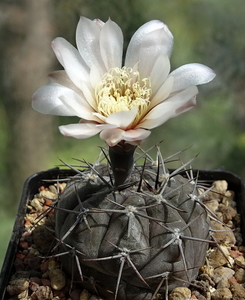 DSC08736Gymnocalycium striglianum v. amoenum TOM 09