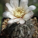 DSC08737Gymnocalycium striglianum v. amoenum TOM 09