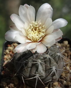 DSC08737Gymnocalycium striglianum v. amoenum TOM 09