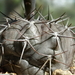 DSC08738Gymnocalycium striglianum v. amoenum TOM 09