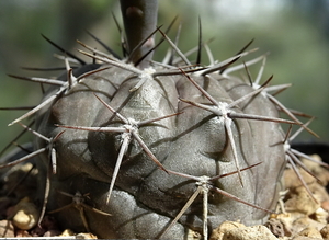 DSC08738Gymnocalycium striglianum v. amoenum TOM 09