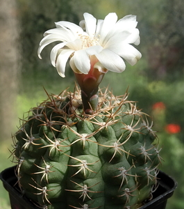 DSC08741Gymnocalycium guanchinense VS 39