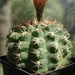 DSC08742Gymnocalycium guanchinense VS 39