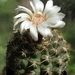 DSC08743Gymnocalycium guanchinense VS 39