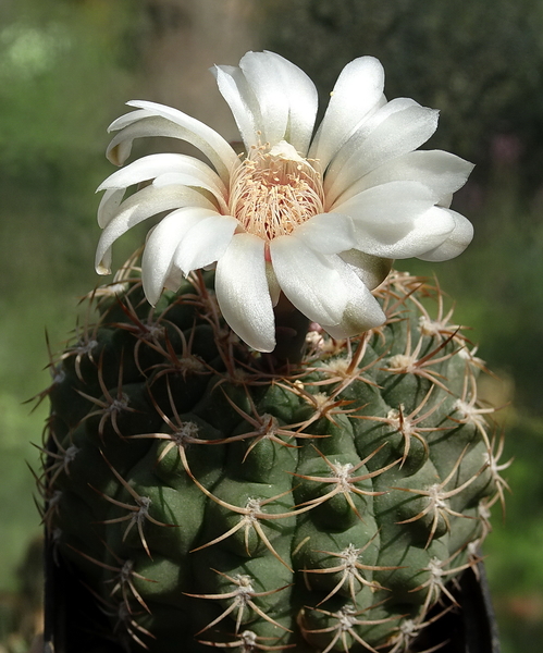 DSC08743Gymnocalycium guanchinense VS 39