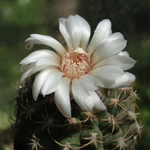 DSC08744Gymnocalycium guanchinense VS 39