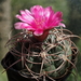 DSC08745Gymnocalycium carminanthum