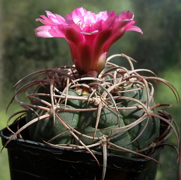 DSC08746Gymnocalycium carminanthum